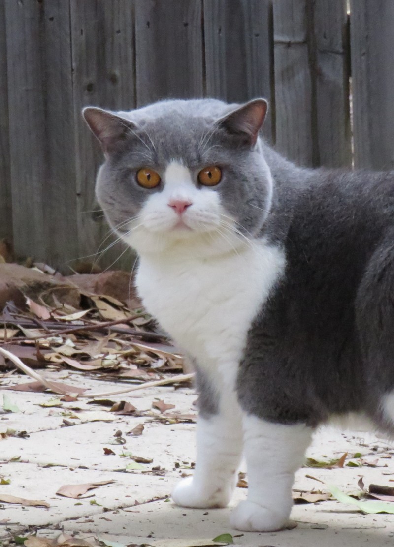 Ambritt sales british shorthair